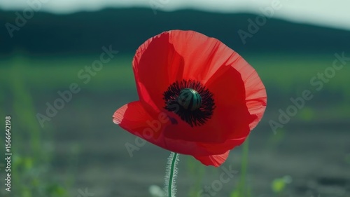 Red poppies on a field in spring, close-up of a large red flower,