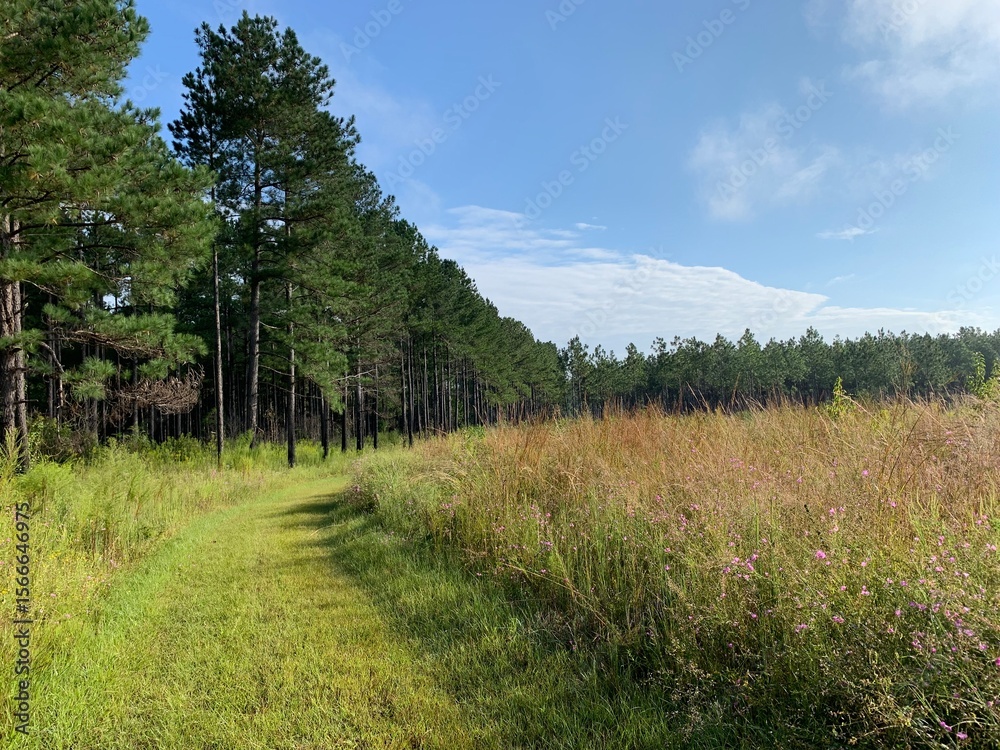 Fototapeta premium path in the forest