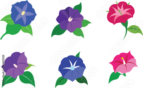 morning glory flower vector illustration