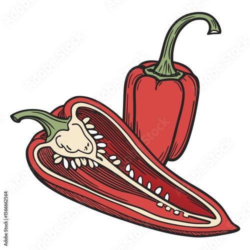 Vector illustration of red chili pepper whole and sliced with green stem on white background