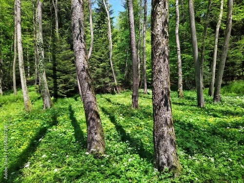 Lush Green Undergrowth and Tall Trees in a Sunny Forest