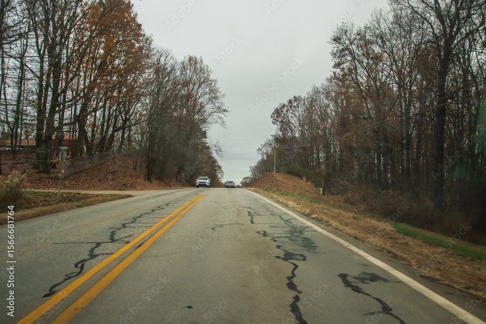 Fototapeta premium The trees don’t rush — they stand still while you find your way, Georgia, United States of America