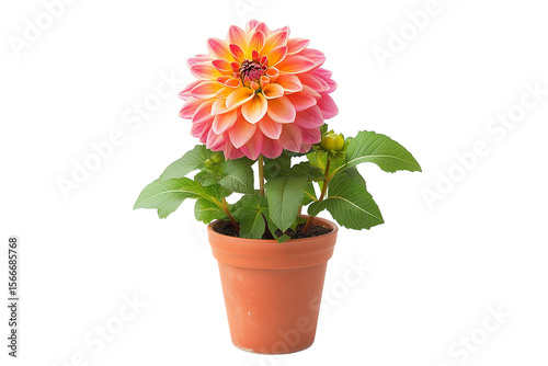 Wallpaper Mural Vibrant Dahlia Plant in Flower Pot Isolated on Transparent Background. Fresh Dahlia Flowers in Pots Clipart for Garden and Home Decor. Torontodigital.ca