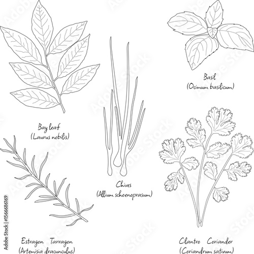 Set of herbs often used in kitchen with English and Latin names, outlines of herbs leaves