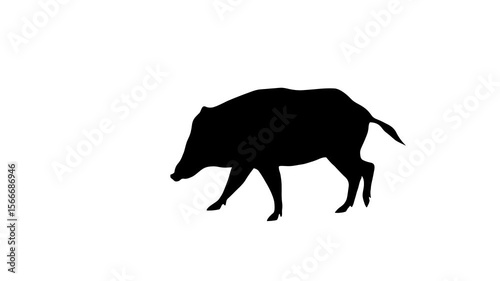 Animation with a wild boar walking on the white background (seamless loop)