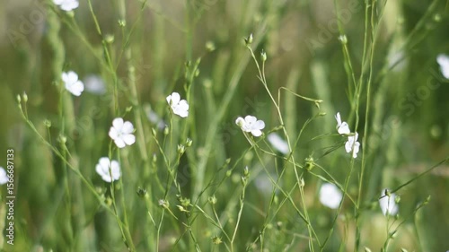 Beautiful natural background with small white flowers and herbs swinging in the wind