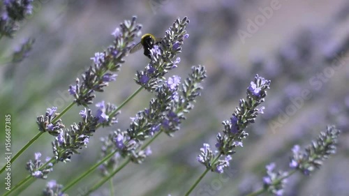 Lavender flowers and bumble bees