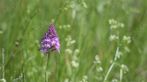 Beautiful natural background with pyramidal orchid and herbs swinging in the wind