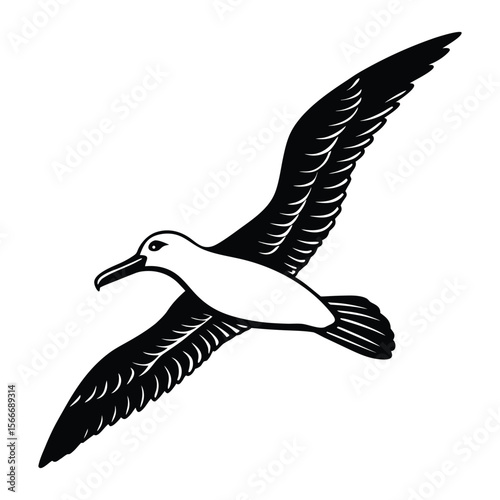 seagull in flight