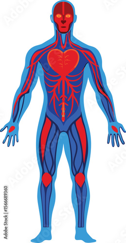 human body anatomy