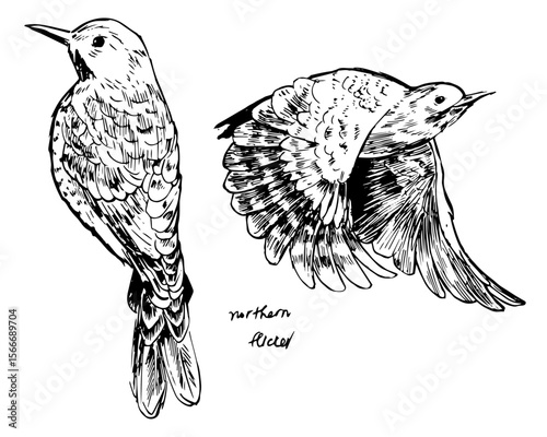 Black and white ink sketch of a Northern Flicker in perched and flight poses. Detailed hand-drawn artwork suitable for bird guides, vintage decor, wildlife prints, and nature illustration collections.
