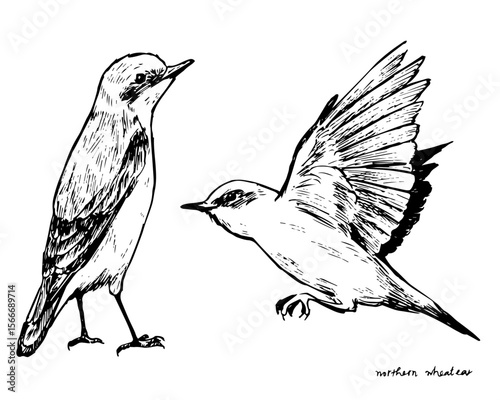 Detailed black ink sketch of a Northern Wheatear in standing and flying views. Perfect for nature books, vintage decor, birdwatching art, and scientific illustration or printmaking projects.