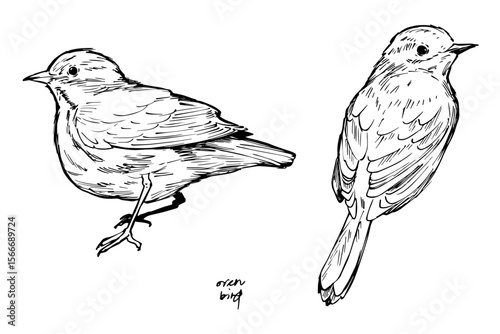 Ink drawing of an ovenbird in perched poses, hand-drawn in black and white. Ideal for vintage nature prints, bird books, wildlife art, and botanical or scientific illustration projects.