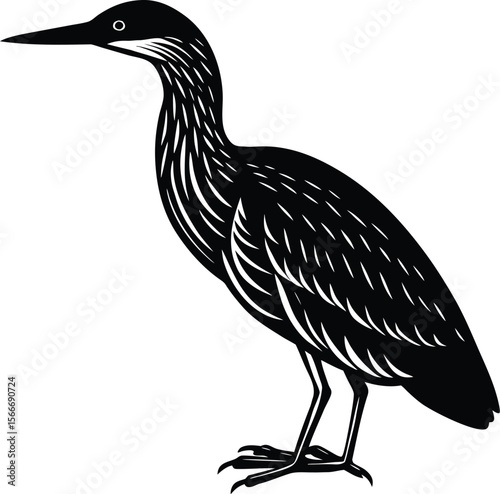 black crowned night heron