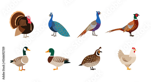 Vector different types of poultry birds illustration including turkey peacock pheasant duck goose quail chicken