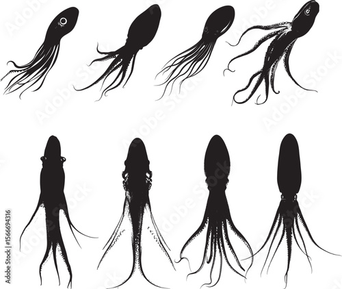 Squid Displaying Defense Body elongated with tentacles spread wide and fins extended, creating an impressive silhouette to deter threats. Full-length silhouette black vector design.