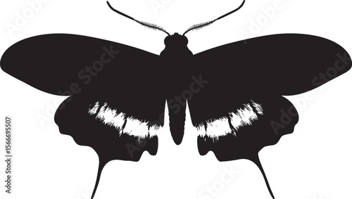 Moth Moving Along the Surface A silhouette of a moth with its body low and legs stretched out as it crawls in a careful manner. Full-length silhouette black vector illustration.