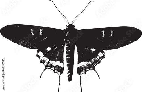 Moth Gliding A silhouette showing a moth with its wings outstretched, body elongated, and legs tucked as it moves gracefully through the air. Full-length silhouette black vector artwork.
