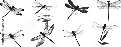 Dragonfly Resting on Water Body hovering just above water with wings spread and legs slightly extended downward. full length silhouette black vector illustration