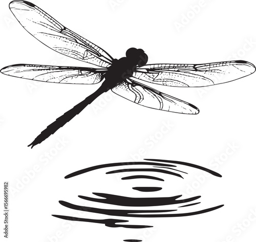 Dragonfly Resting on Water Body hovering just above water with wings spread and legs slightly extended downward. full length silhouette black vector illustration