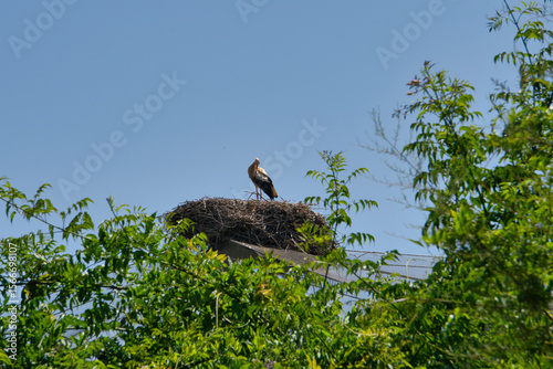 Фотография storks nest in africa on a tree