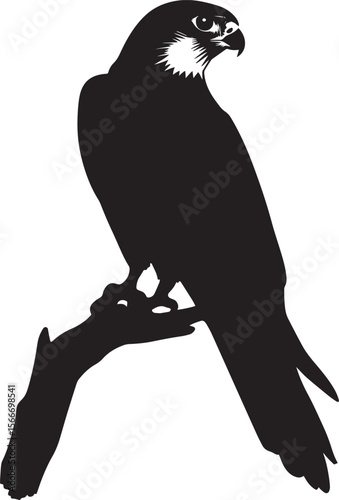 Falcon Perching Sitting on a branch or ledge head tilted body upright. full length silhouette black vector illustration