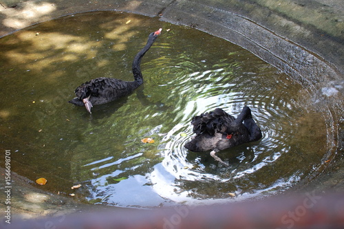 black duck in  sri lankan water pond 2025 