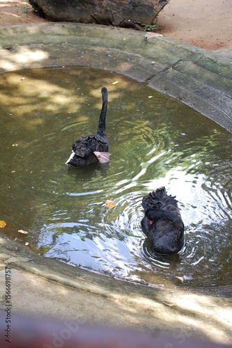black duck in  sri lankan water pond 2025 