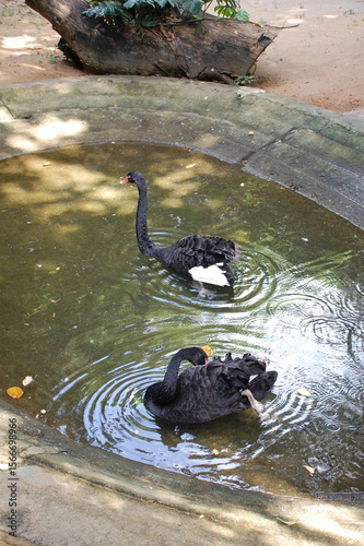 black duck in  sri lankan water pond 2025 
