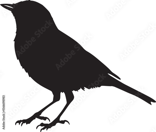 Robin in motion taking small steps forward, head bobbing slightly, with wings close to the body in a full-length silhouette.