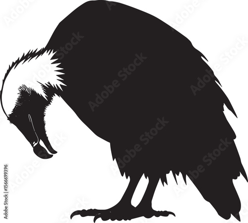 Vulture Feeding Head lowered beak tearing into food wings slightly raised. full length silhouette black vector illustration