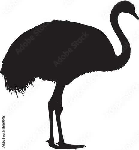 Ostrich Pecking Head lowered beak touching the ground legs slightly bent. full length silhouette black vector illustration