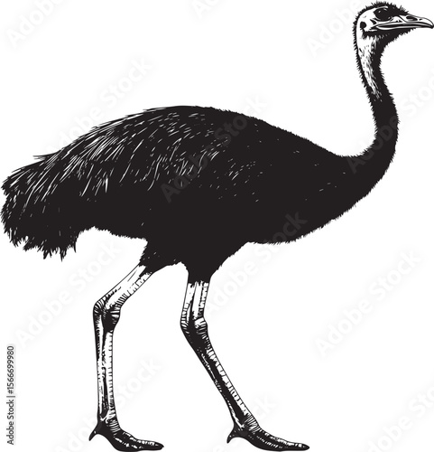 Ostrich Walking One leg lifted head slightly forward wings tucked in. full length silhouette black vector illustration