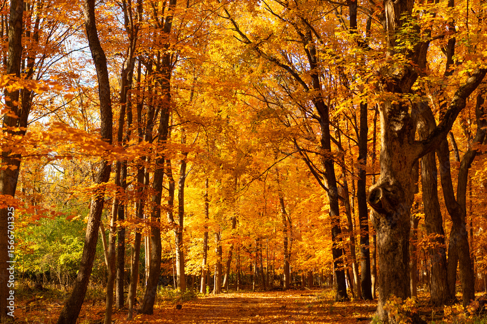 Fototapeta premium Natural fallen leaves. Autumnal leaves on tree. Autumnal season nature. Bright color fall. Mood of fall. Autumn season. Fall leaves change color. Nature fall weather. Seasonal forest