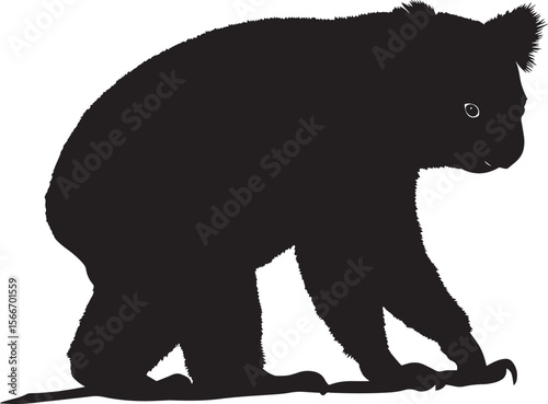 Koala Walking Slow steps on the ground, body low, paws stepping gently, black silhouette vector.