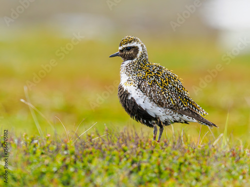 Golden plover in breeding plumage on Njulla mountain, Abisko