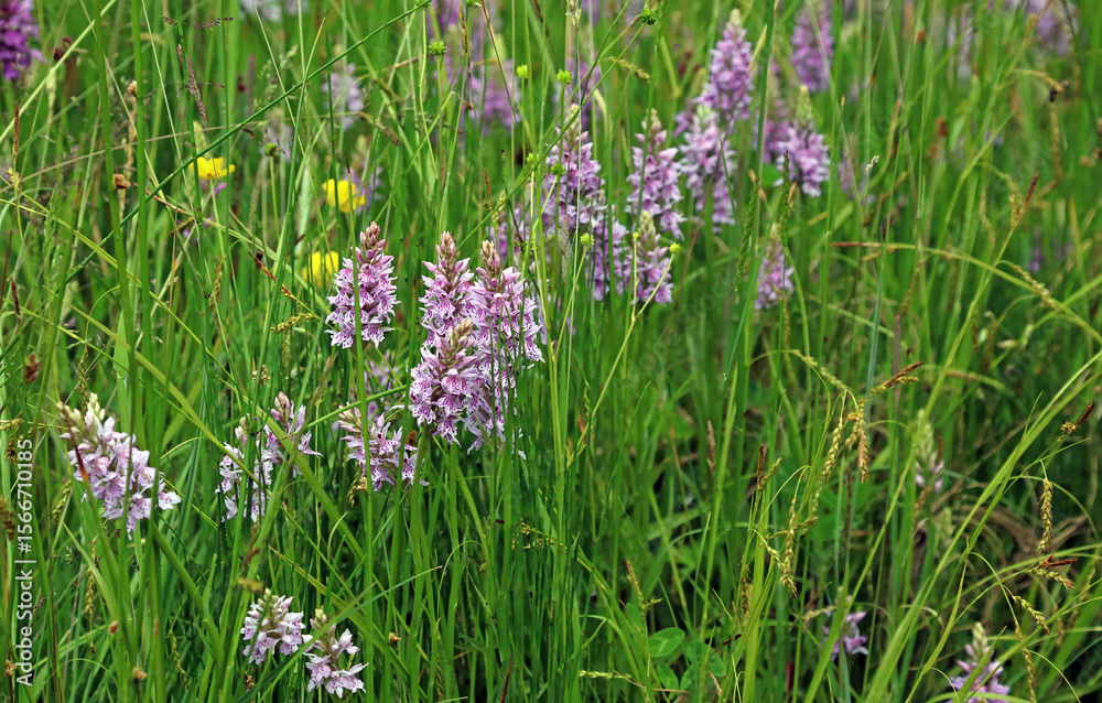 Naklejka premium Cluster of Common Spotted Orchid plants, Kent England 
