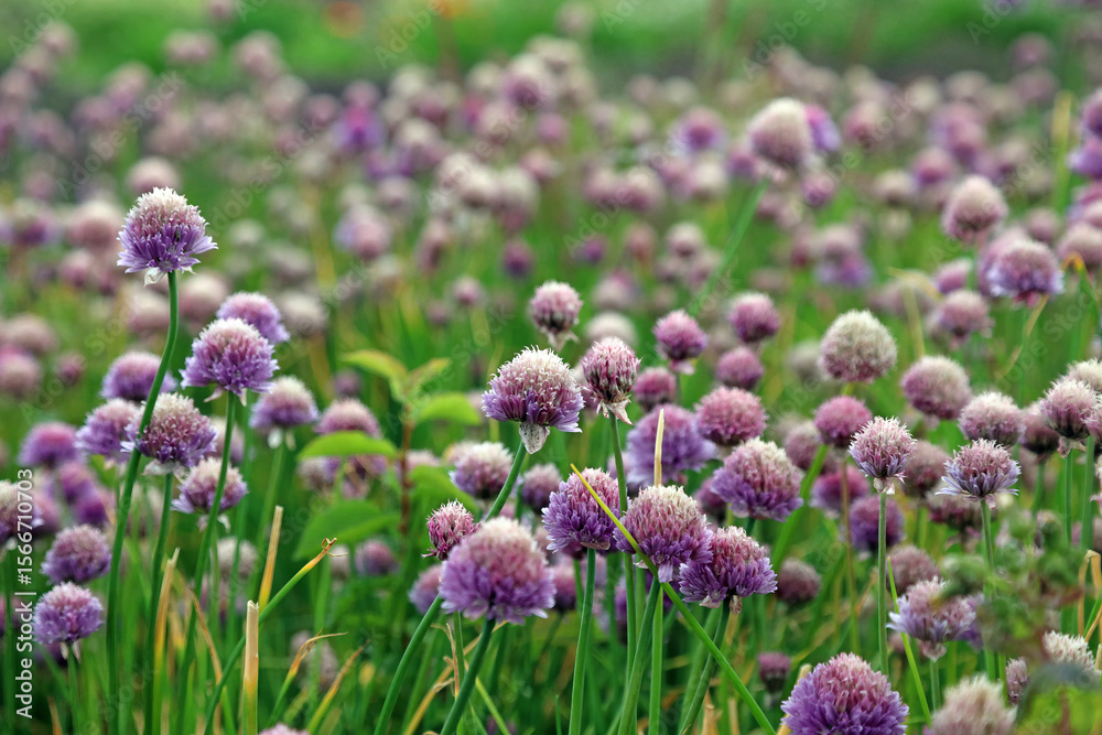 Obraz premium View across a bed of Chives plants, Kent England 