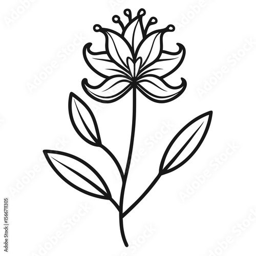 kangaroo paw flower line art on-white-background