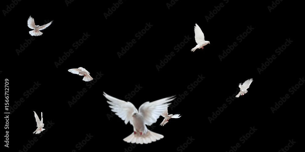Obraz premium Flock of doves stock image in black background