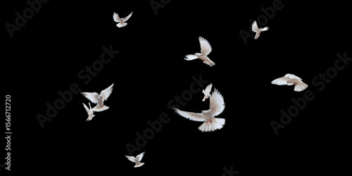 Flock of doves stock image in black background