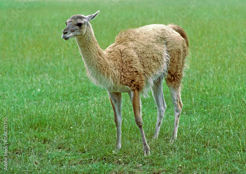 Vigogne; Vicugna vicugna