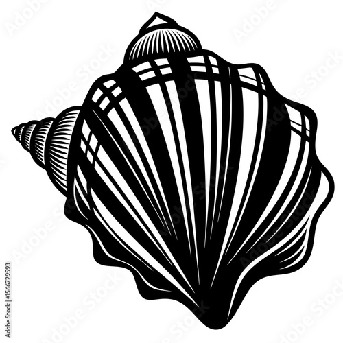 black and white seashell