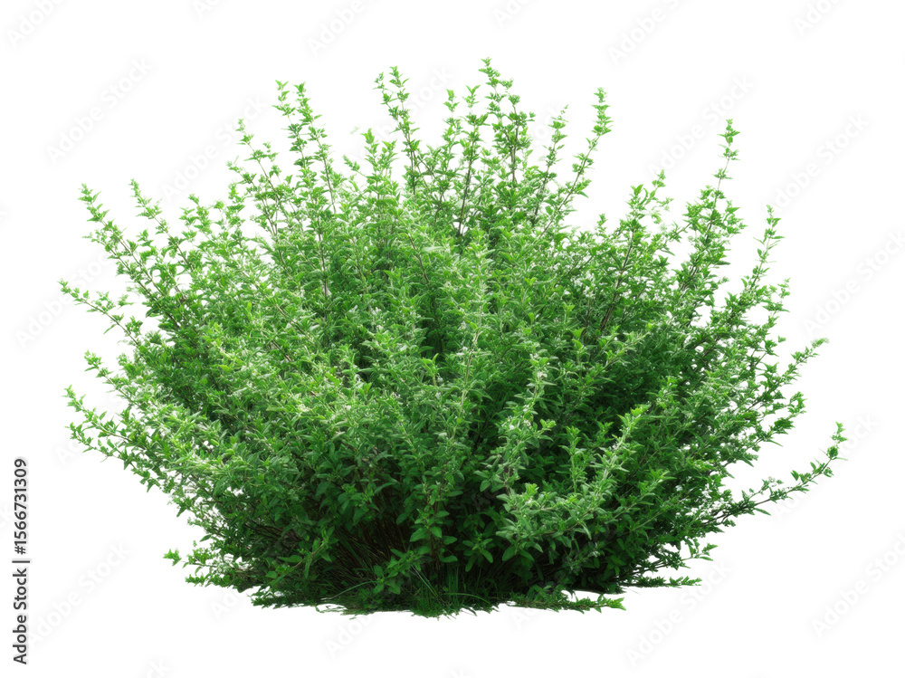 Fototapeta premium Lush green shrub growth in nature botanic environment view botanical concept