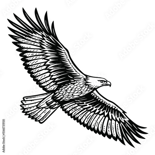 Majestic eagle soaring with detailed black and white wings bird flight
