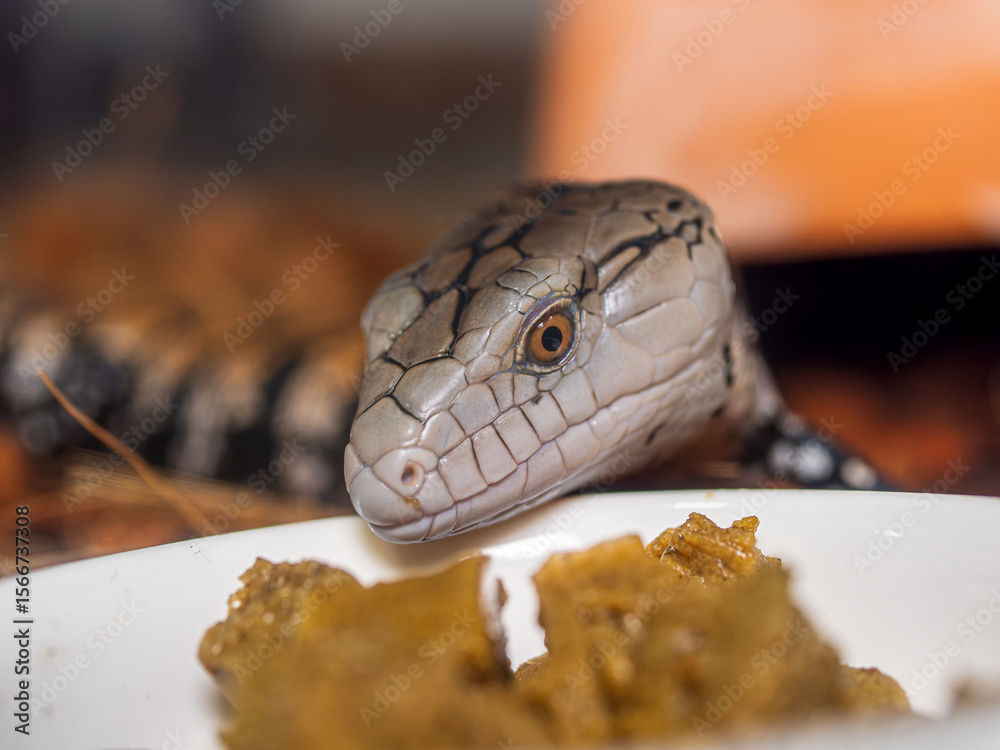 Fototapeta premium エサを食べるアオジタトカゲ