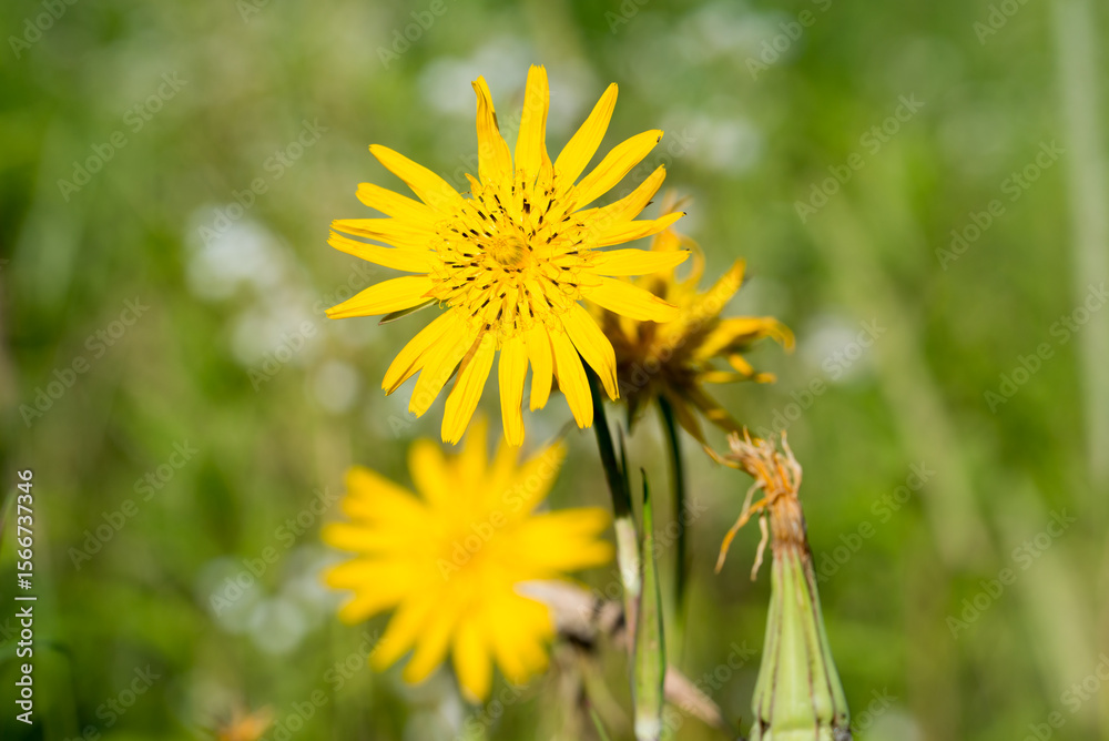 meadow salsify, goat's-beard,
Tragopogon pratensis yellow flowers closeup selective focus meadow salsify, goat's-beard,
Tragopogon pratensis yellow flowers closeup selective focus
