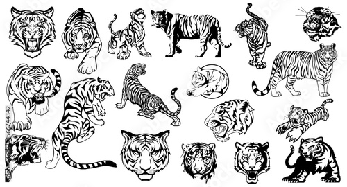 Magnificent Tiger Sketches Pack: A detailed Vector set of striking, artistic sketches featuring various poses and perspectives of the majestic tiger.