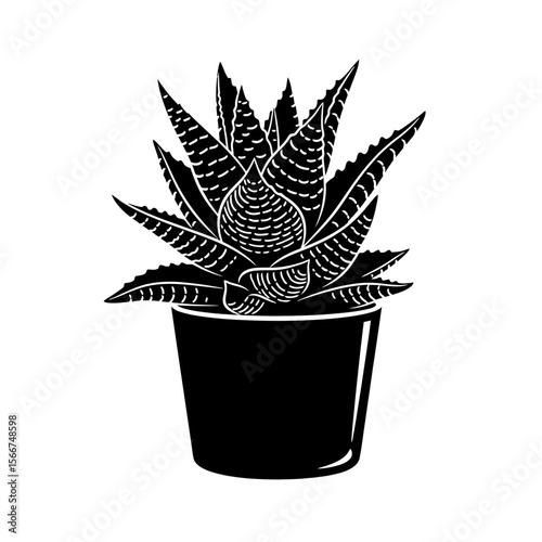 Aloe vera plant in a pot isolated on white background
