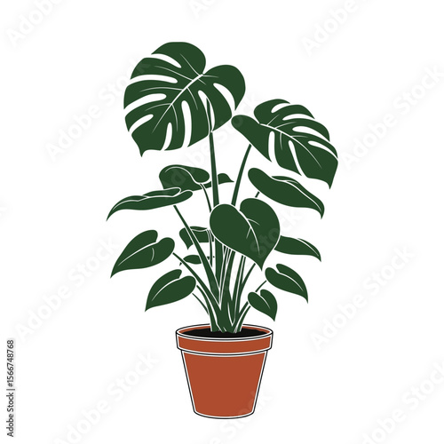 A green monstera plant sits in a brown pot isolated on white background